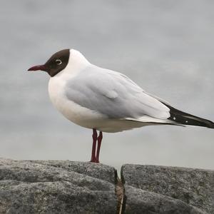 Black-headed Gull