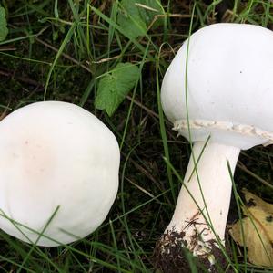 Horse Mushroom