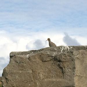 Common Redshank