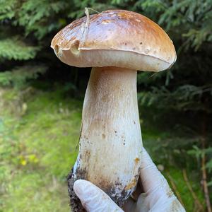 King Bolete