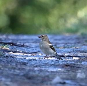 European Pied Flycatcher