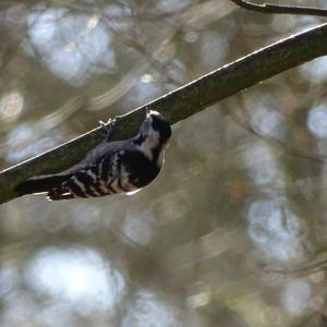 Lesser Spotted Woodpecker