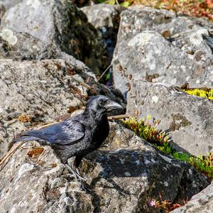 Carrion Crow