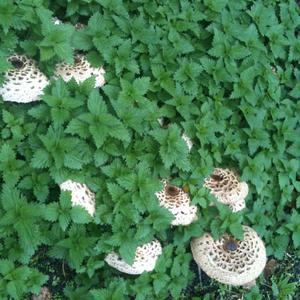 Shaggy Parasol