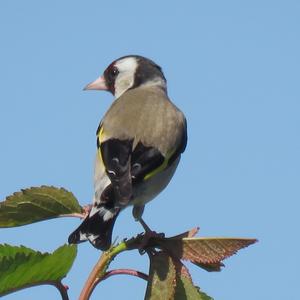 European Goldfinch