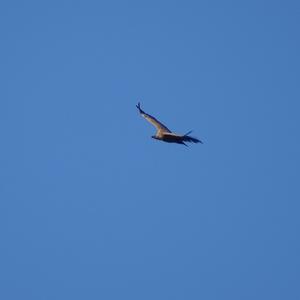 Griffon Vulture