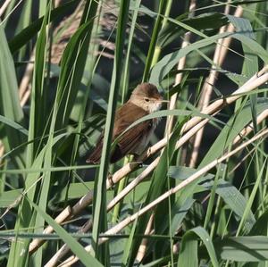 Eurasian Reed-warbler