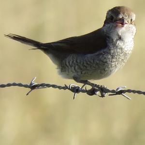 Red-backed Shrike