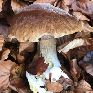 King Bolete