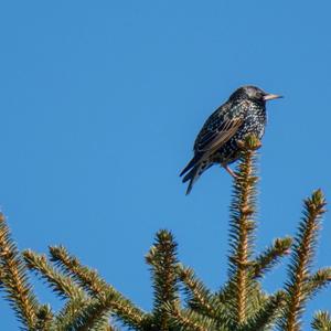 Common Starling