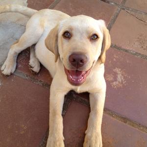 Retriever (Labrador)