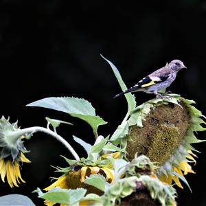 European Goldfinch