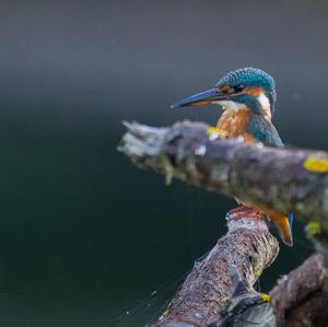 Common Kingfisher