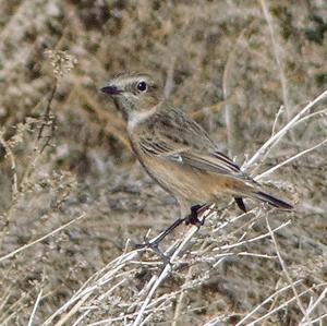 European stonechat