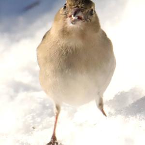 Eurasian Chaffinch