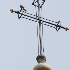 Common Kestrel