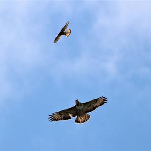 Common Buzzard