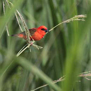 Madagascar Red Fody