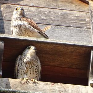 Common Kestrel