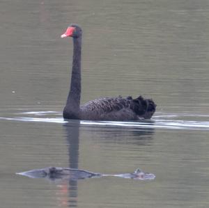 Black Swan