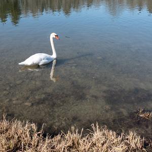 Höckerschwan