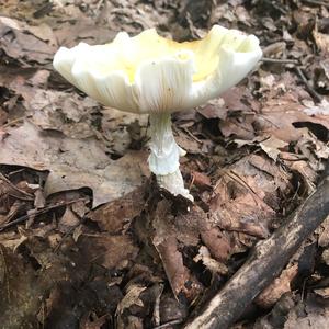 Destroying Angel