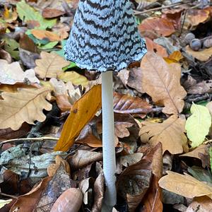 Magpie Ink-cap