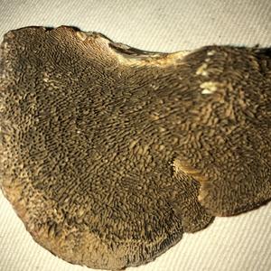 Gill Polypore