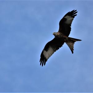 Red Kite