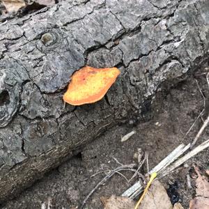 Cinnabar-red Polypore