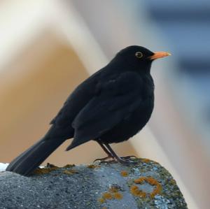 Eurasian Blackbird