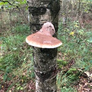 Thick-maze Oak polypore