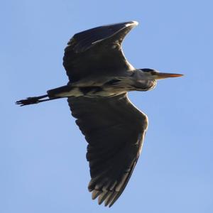 Grey Heron