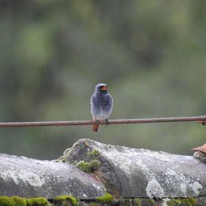 Black Redstart