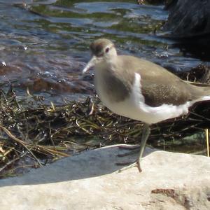 Common Sandpiper