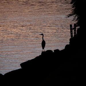 Grey Heron