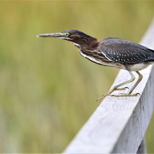 Green Heron