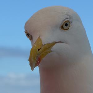 Herring Gull