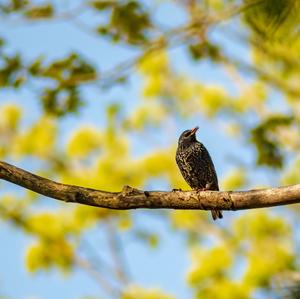 Spotless Starling