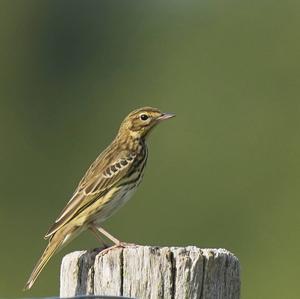 Tree Pipit