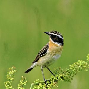 Whinchat