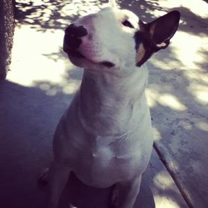 Bull Terrier