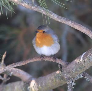 European Robin