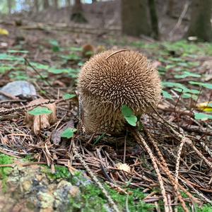 Spiny Puffball