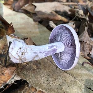 Wood Blewit