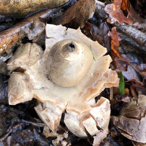 Collared Earthstar