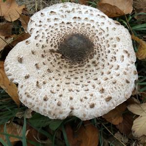 Parasol Mushroom