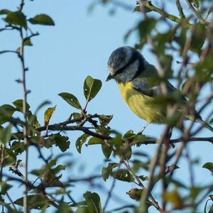 Blue Tit