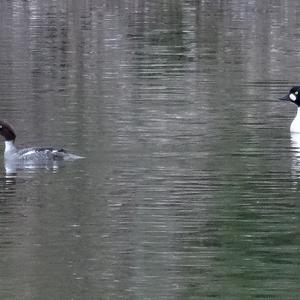 Common Goldeneye