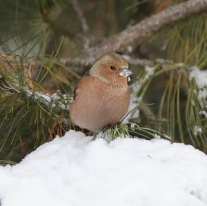 Eurasian Chaffinch